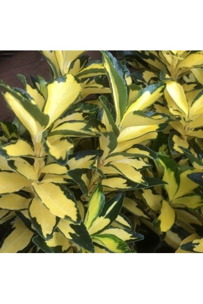 Бруслина японська Екстаз